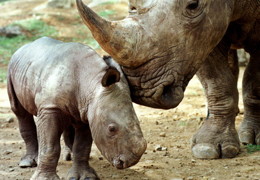 Javan rhinoceros [Agencies] 