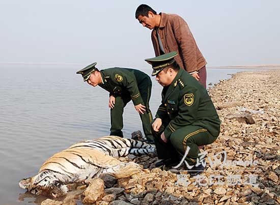 A suspected wild siberian tiger was found dead near a reservior in Miyun, Heilongjiang Province on Thursday, Oct. 27. The cause of death is still under investigation. [peopledaily.com]