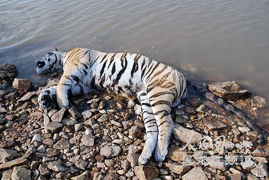 A suspected wild siberian tiger was found dead near a reservior in Miyun, Heilongjiang Province on Thursday, Oct. 27. The cause of death is still under investigation. [peopledaily.com]