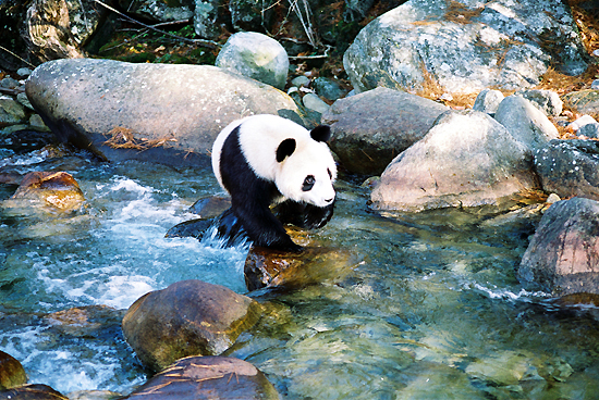 giant panda habitat