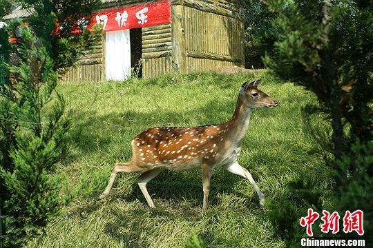 Deer as gift from Taiwan gives birth in Weihai