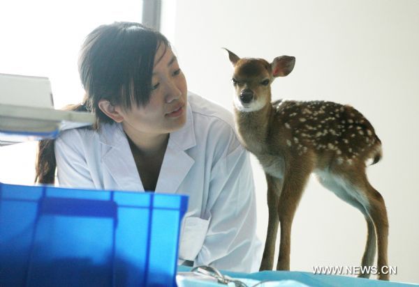 Deer as gift from Taiwan gives birth in Weihai