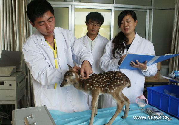 Deer as gift from Taiwan gives birth in Weihai