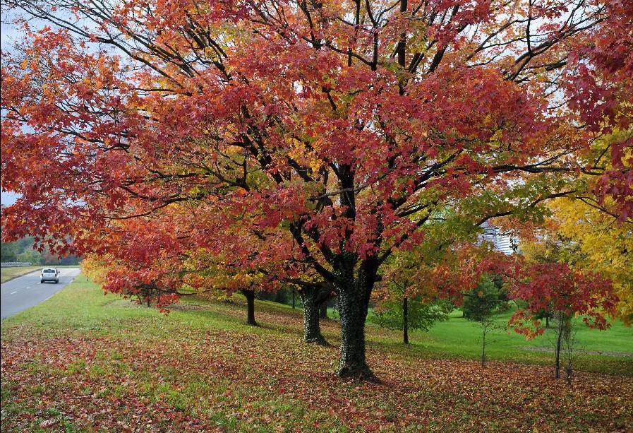 Colorful maples in Washington