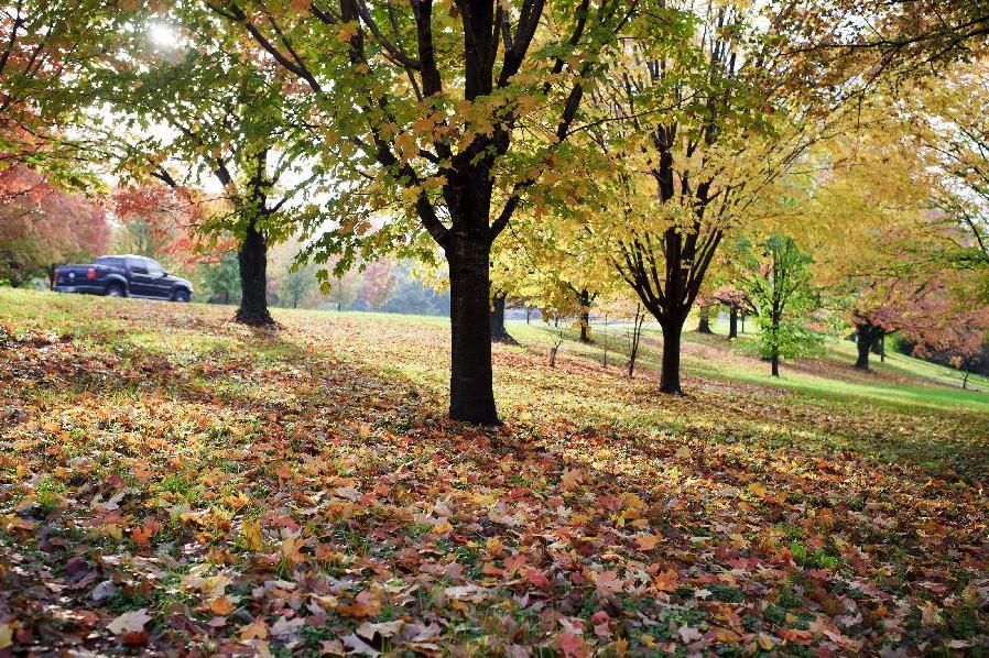 Colorful maples in Washington