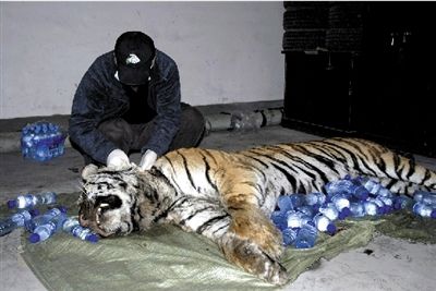 Snare suspected in Siberian tiger's death