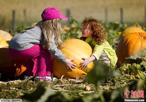 Two kids hold a pumpkin at a pumpkin patch in Cordova, Maryland, October 25. [File photo] 10月25日，在美国马里兰州科尔多瓦市，两个孩子在南瓜地里抱着一只大南瓜。