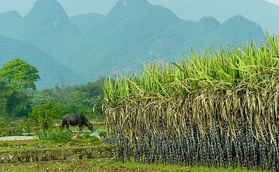 A sugercane field in China's Guilin. [File photo]