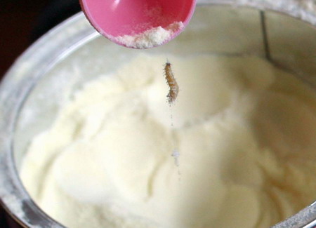 A man from Qingdao City, Shandong Province, found a live worm in a Friso milk powder product imported from Holland.
