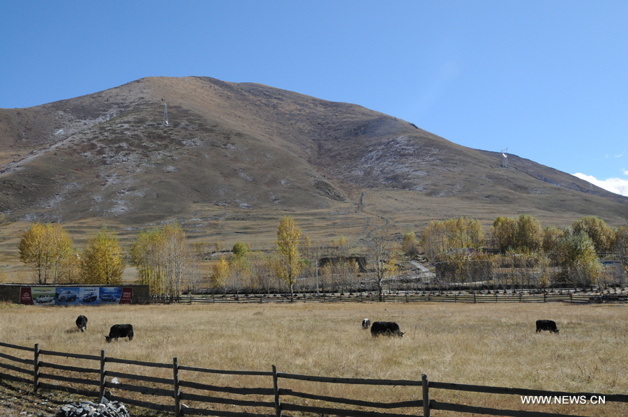 Yaks forage on the grassland in Kangding County, Garze Tibetan Autonomous Prefecture in southwest China's Sichuan Province, on Oct. 28, 2011.