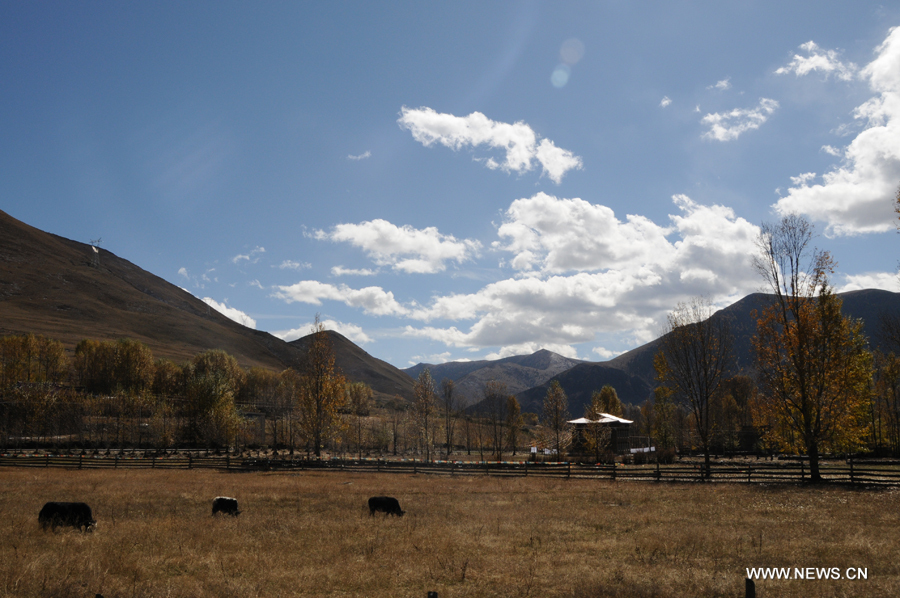 Yaks forage on the grassland in Kangding County, Garze Tibetan Autonomous Prefecture in southwest China's Sichuan Province, on Oct. 28, 2011.