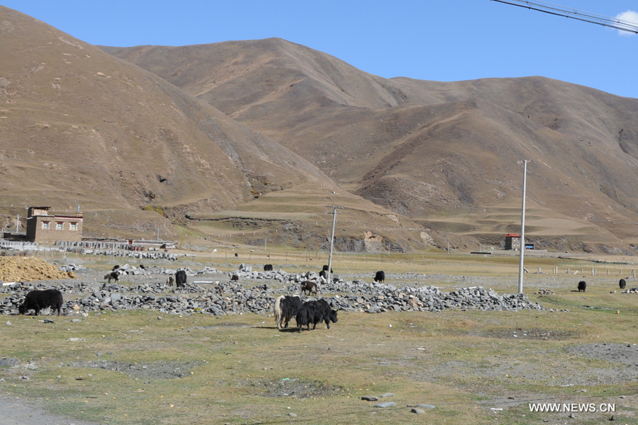 Yaks forage on the grassland in Kangding County, Garze Tibetan Autonomous Prefecture in southwest China's Sichuan Province, on Oct. 28, 2011.