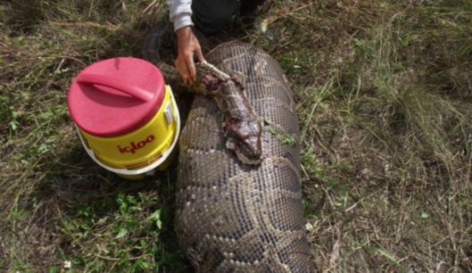 A Burmese python slithering through Florida's Everglades swallowed intact a 76-pound deer. The reptile was dispatched, by protocol, with a single shotgun blast to the head. [Agencies]