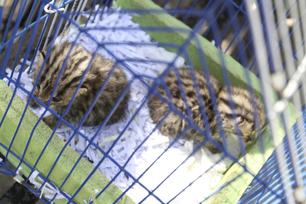 Leopard cat kittens saved from flood