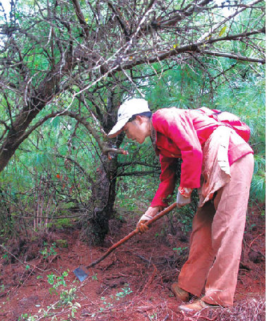 A villager from Gaoshitou hunts for truffles with an iron hoe. The soil has been dug so many times that the roots of some pine trees, which are part of the reproduction process, are exposed. 