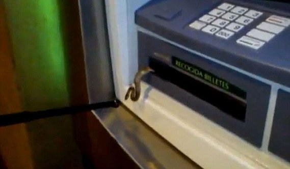 Surprise: A customer using an ATM outside the Caja Madrid bank in Llodio, in Spain's northern Basque Country, was stunned to be dispensed a snake with his money. [Agencies]