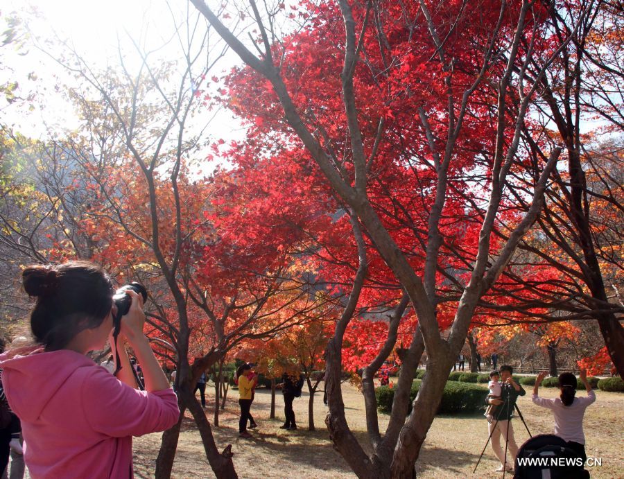 A visitor takes pictures in Mt. Nae Jang San, which is located in south of Cholla-Do, Korea, on Nov.4, 2011. Mt. Nae Jang San is one of the most famous places in South Korea for enjoying beautiful colored leaves in Autumn. (Xinhua/He Lulu) (qs) 