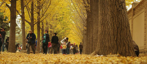 Golden autumn in Beijing