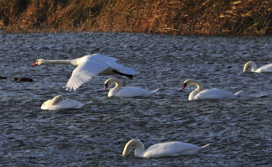 Swans are seen at a swan habitat conservation area in the Ili River valley in Yining County, northwest China's Xinjiang Uygur Autonomous Region, Nov. 7, 2011. As more and more swans spend winters in the conservation area in recent years, local government has adopted mesures to protect them. [Xinhua]