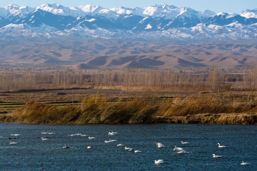 Swans are seen at a swan habitat conservation area in the Ili River valley in Yining County, northwest China's Xinjiang Uygur Autonomous Region, Nov. 7, 2011. As more and more swans spend winters in the conservation area in recent years, local government has adopted mesures to protect them. [Xinhua]