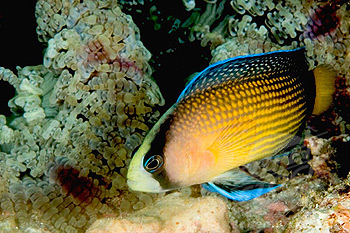 Splendid dottyback (Pseudochromis splendens) found in the Raja Ampat region of Indonesia, Indo-Pacific Ocean. [File photo]