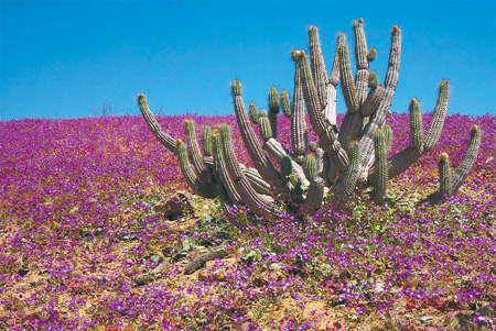 Flowers bloom on the desert in the Llanos de Challe national park, at the doors of the Atacama desert, 600 km north of Santiago, Chile. [China Daily]