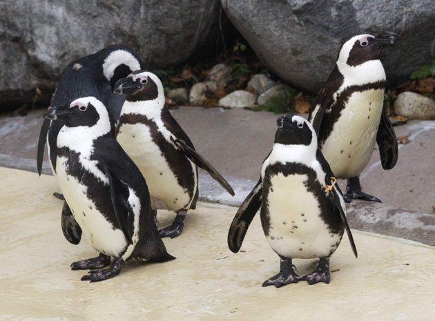 Two male African penguins who formed a bond at the Toronto Zoo are going to be separated and paired with females for breeding, according to news reports.[Agencies]