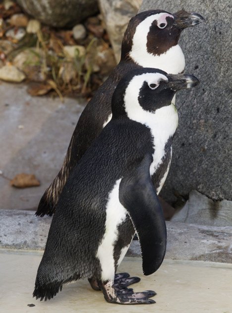 Two male African penguins who formed a bond at the Toronto Zoo are going to be separated and paired with females for breeding, according to news reports.[Agencies]