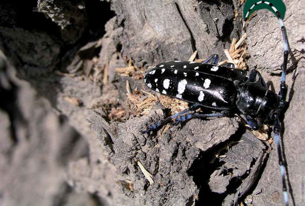 Asian longhorned beetle – one of the main catalysts for the development of phytosanitary standards specific to forestry. [un.org] 