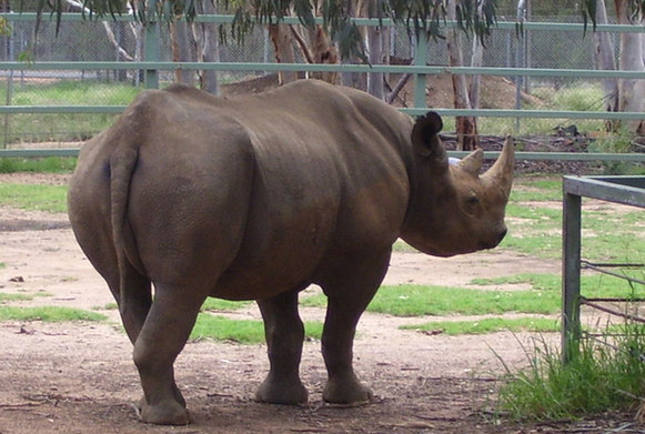 According to CITES, 330 rhinos have been killed this year. [un.org]