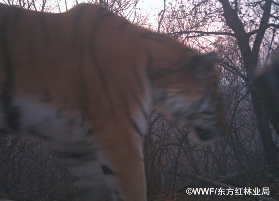 An infrared camera set up by the World Wildlife Fund (WWF) and forestry authorities in northeast China's Jilin Province has captured images of a wild Siberian tiger in the Wanda Mountains.