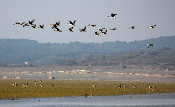 Migratory birds fly above wetland at Poyang Lake in Duchang county, east China's Jiangxi Province, Nov. 12, 2011. About 20,000 migratory birds have so far arrived to perch for winter, one third less comparing with the same time last year. [Photo/Xinhua] 