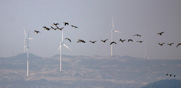 Migratory birds fly above wetland at Poyang Lake in Duchang county, east China's Jiangxi Province, Nov. 12, 2011. [Photo/Xinhua]