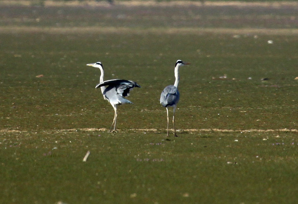 Two herons hunt for food in the wetland of Poyang Lake in Duchang county, east China's Jiangxi Province, Nov. 12, 2011. [Photo/Xinhua]