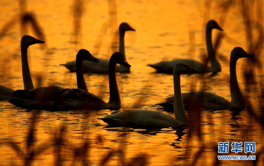 Photo taken on Nov. 13, 2011 shows swans in a wet land in Pinglu, north China's Shanxi Province. [Xinhua]