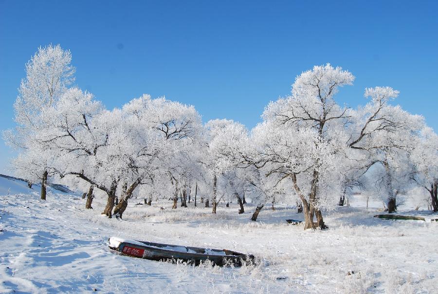 The photo taken on Nov. 16, 2011 shows rimed trees in Yichun City, northeast China's Heilongjiang Province. [Xinhua/Chen Peihua]