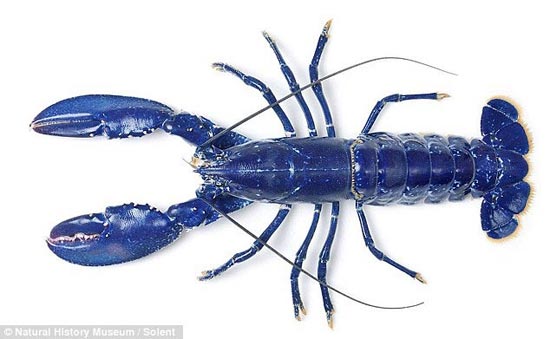 Rescue me: This stunning blue lobster has been rehomed at London's Natural History Museum after a fisherman spotted it at Billingsgate Market.