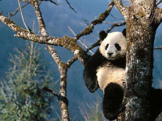 pandas in the wild