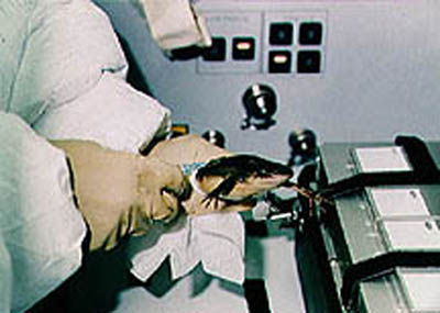 Frogs,one of the 'Top 10 animal astronauts in space' by China.org.cn.