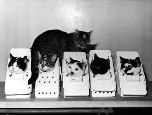 Cats,one of the 'Top 10 animal astronauts in space' by China.org.cn.