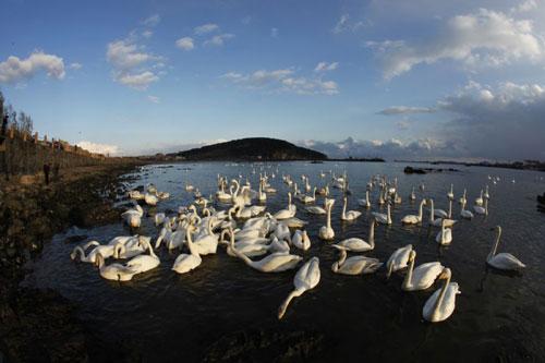 Over 3,000 whooper swans spend winter in Shandong