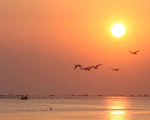 Over 3,000 whooper swans spend winter in Shandong