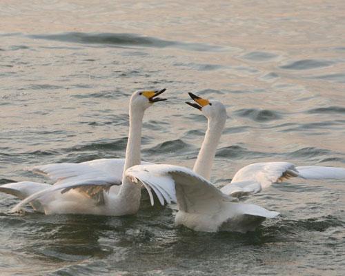 Over 3,000 whooper swans spend winter in Shandong