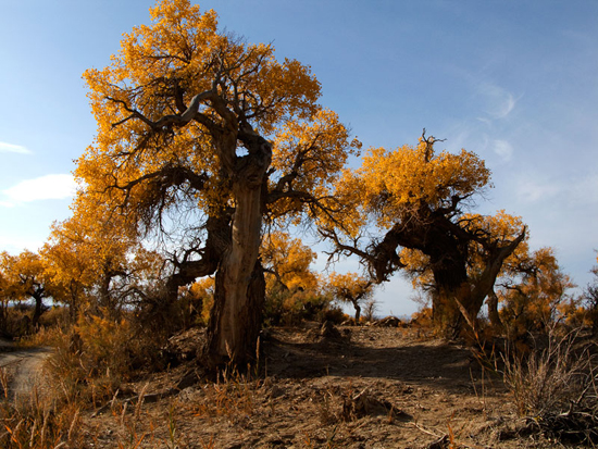 Mori Forest of Diversiform-leaved Poplars, one of the 'top 10 attractions in Xinjiang, China' by China.org.cn.