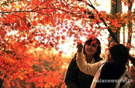 Shandong bursts with fall colors