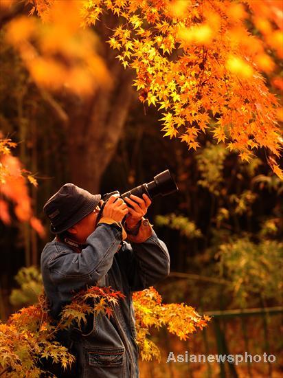 Shandong bursts with fall colors