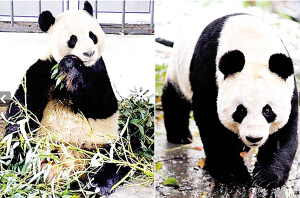 Two of China's furry panda Yang Guang and Tian Tian will head to Scotland on the morning of December 4. [File photo]