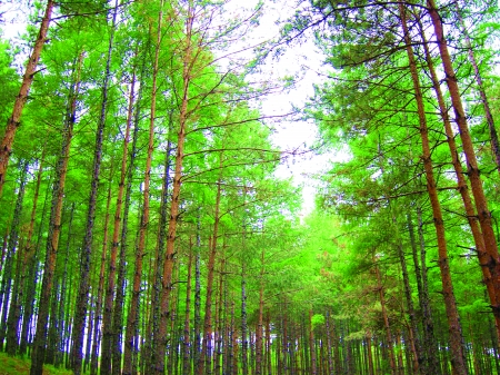 China has recently launched a pilot program in forestry carbon trading to offset carbon emissions. [File photo]