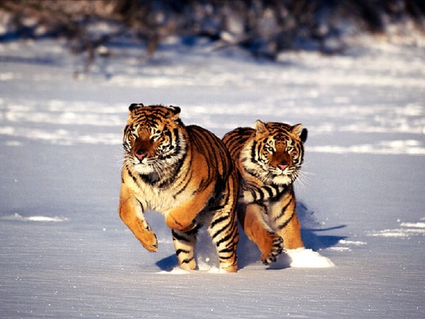 Wild Siberian tigers. [File photo]