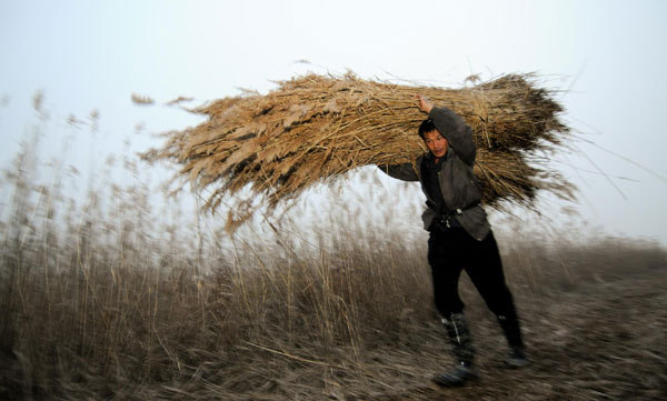 Harvest time on the wetlands